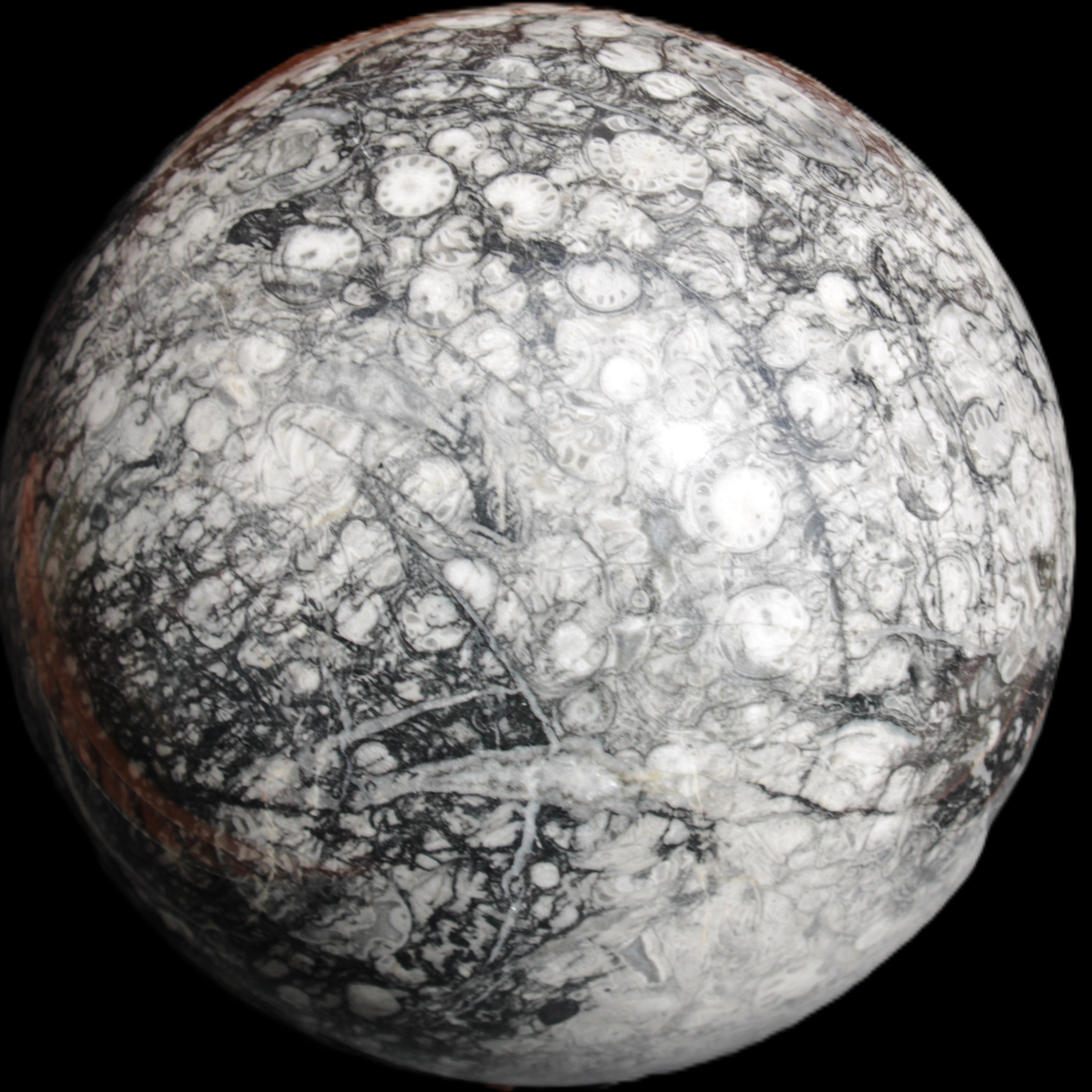 Huge Orthoceras sphere 165mm 6380g in sunlight - Rocks and Things Store