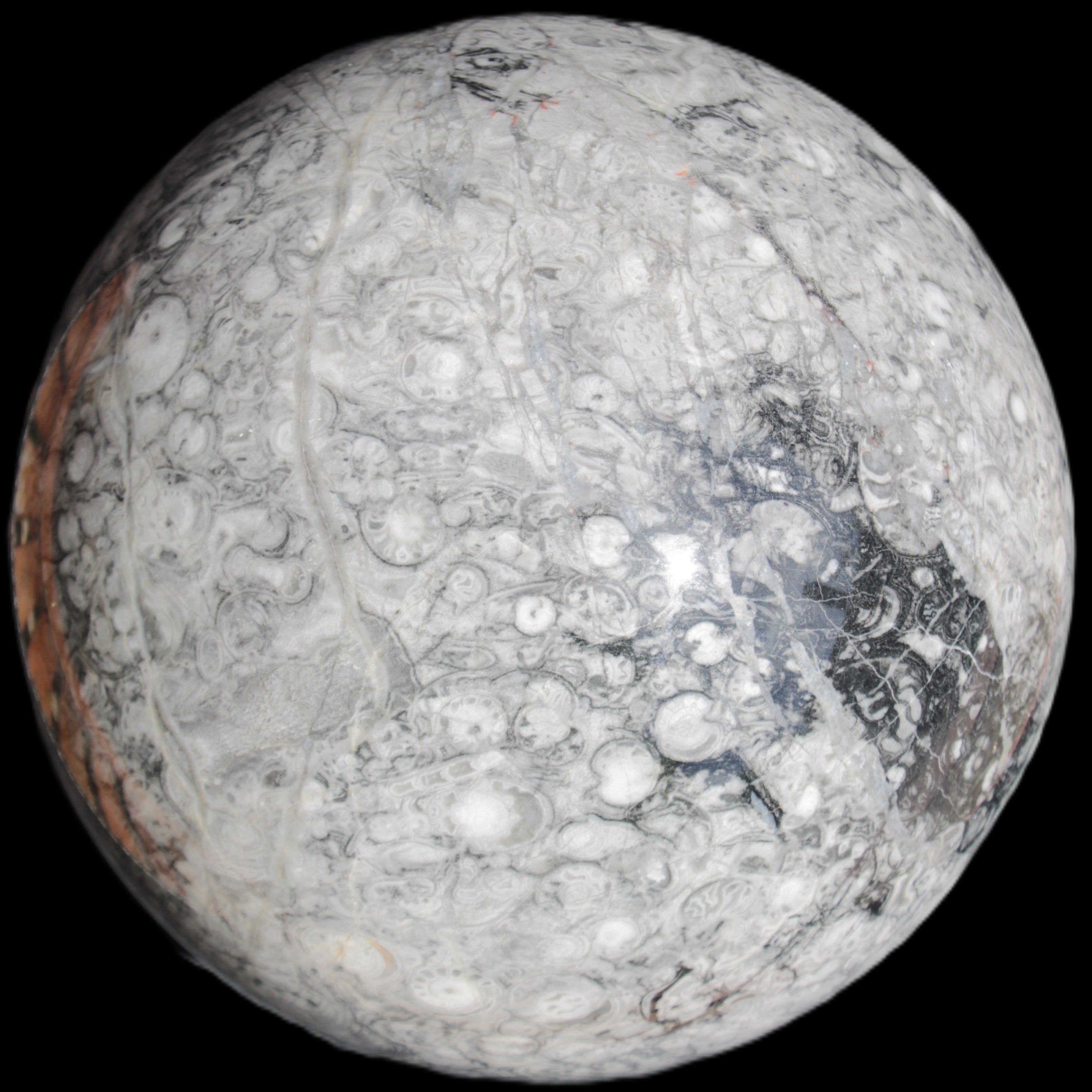 Huge Orthoceras sphere 165mm 6380g in sunlight - Rocks and Things Store