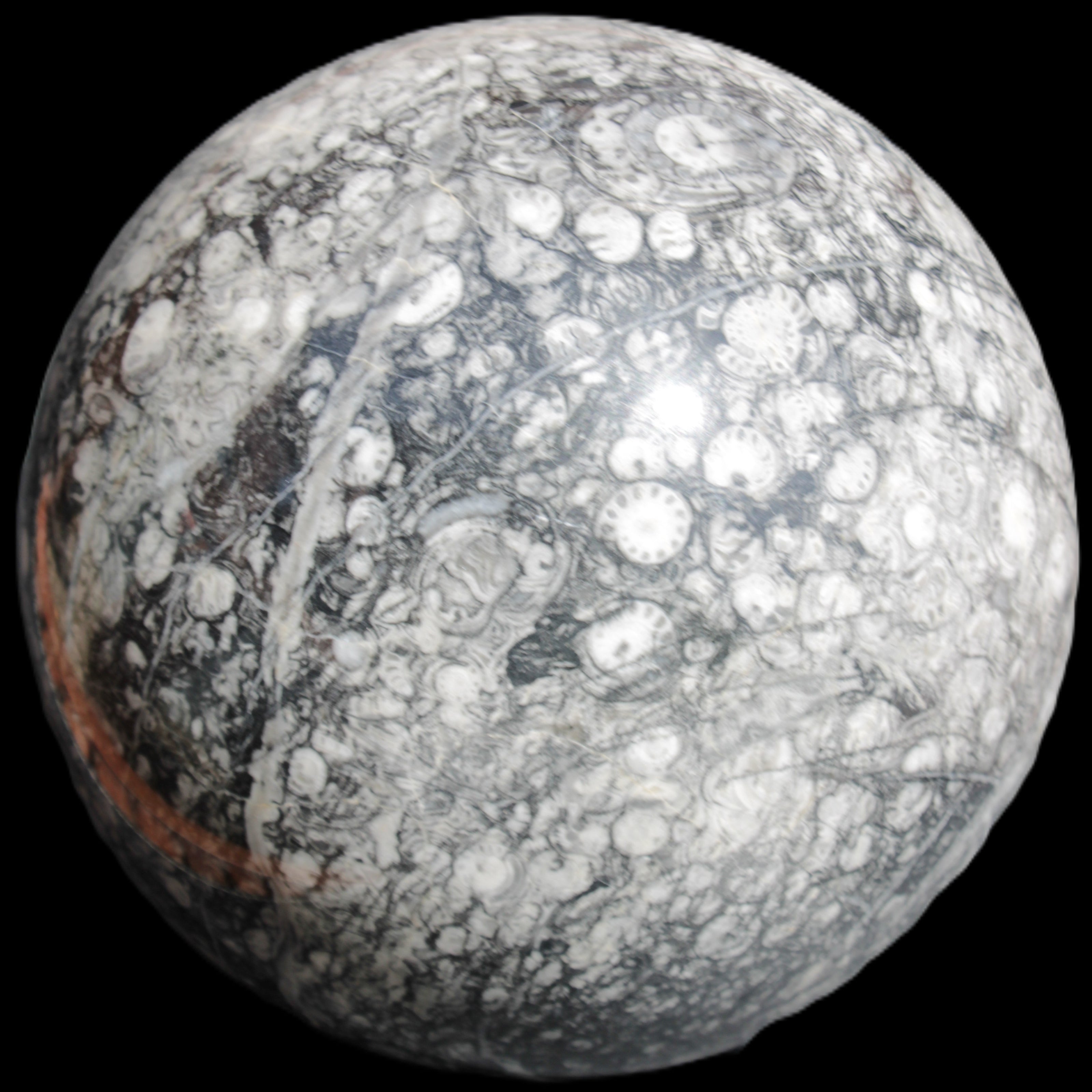 Huge Orthoceras sphere 165mm 6380g in sunlight - Rocks and Things Store