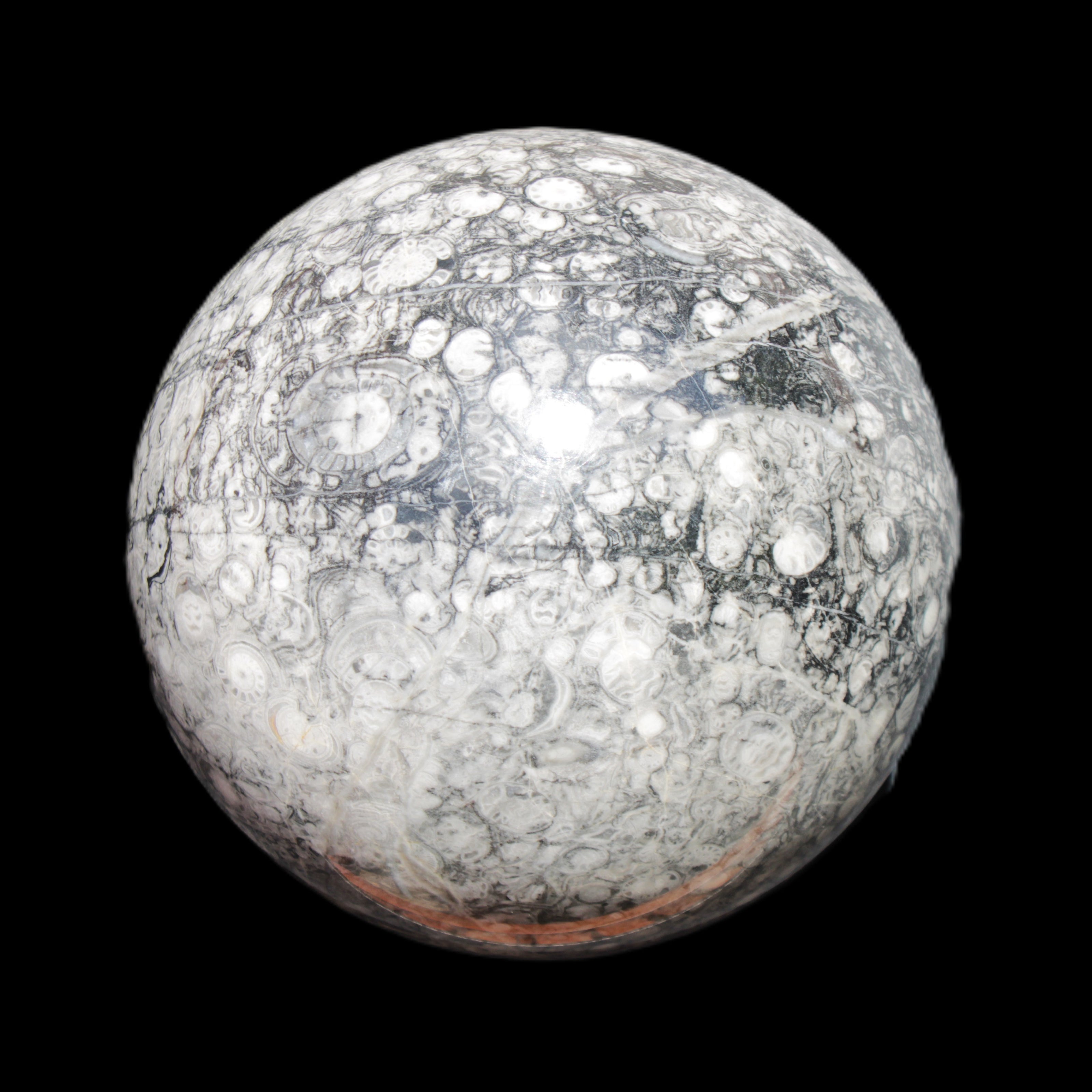 Huge Orthoceras sphere 165mm 6380g in sunlight - Rocks and Things Store