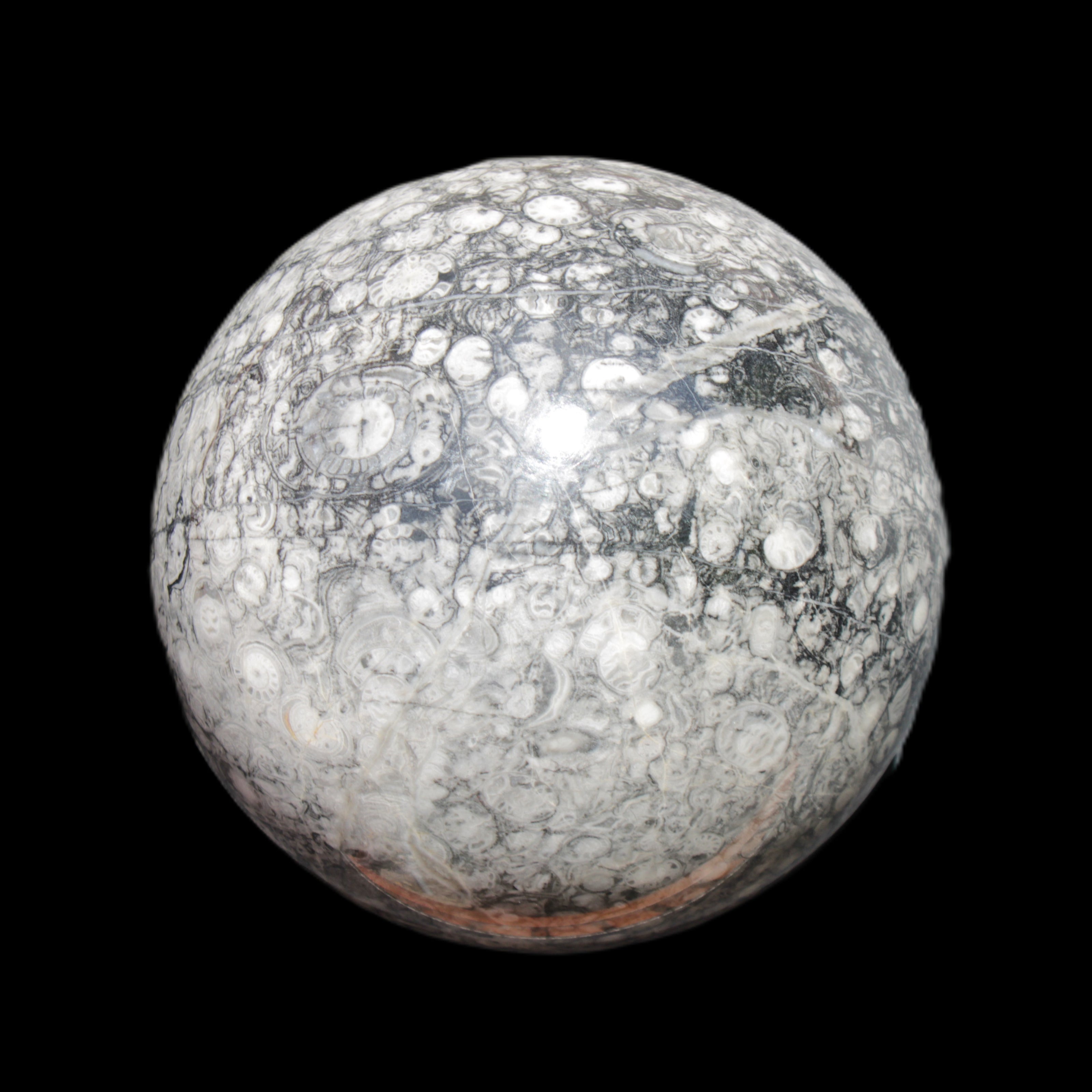 Huge Orthoceras sphere 165mm 6380g in sunlight - Rocks and Things Store