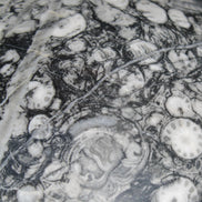 Huge Orthoceras sphere 165mm 6380g in sunlight - Rocks and Things Store