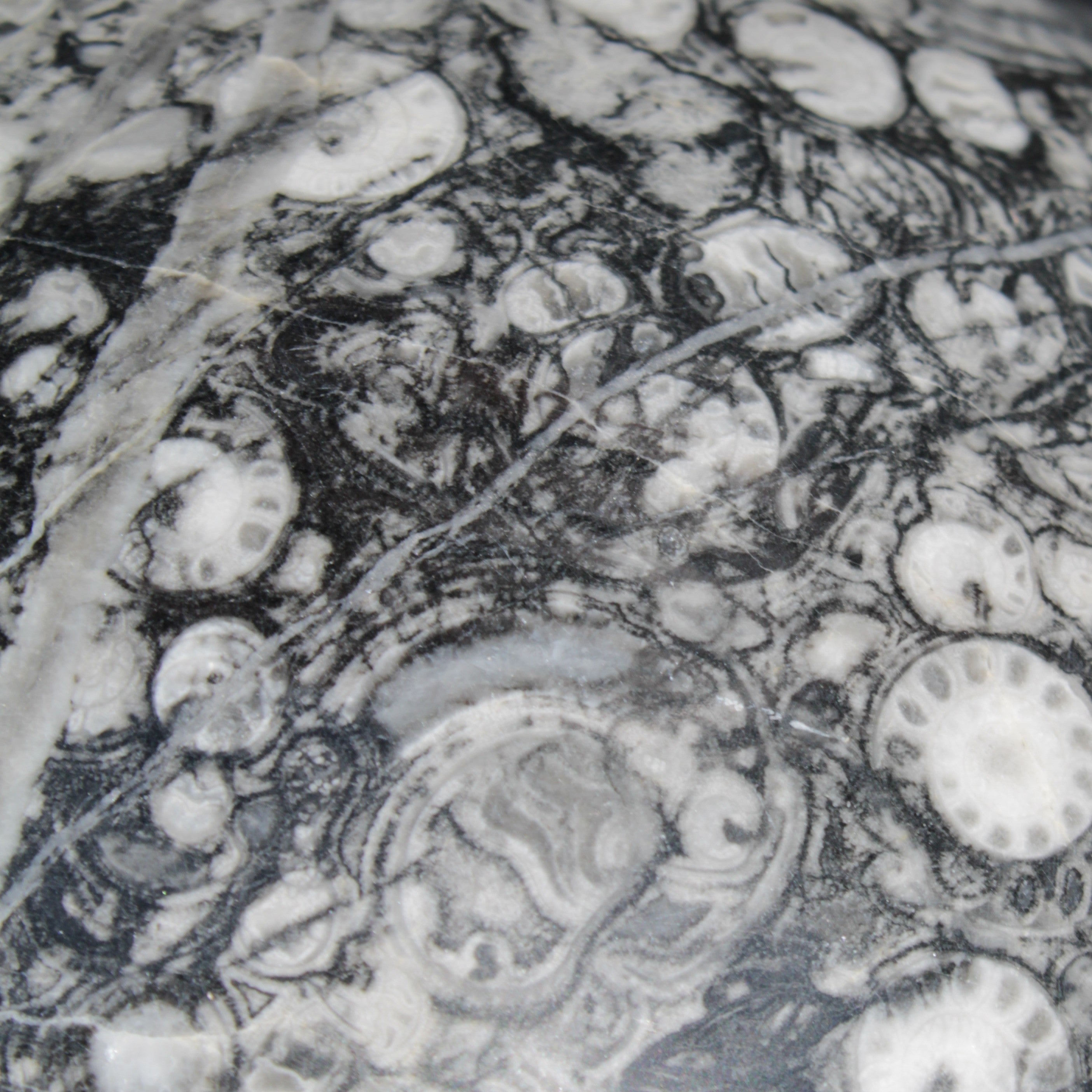 Huge Orthoceras sphere 165mm 6380g in sunlight - Rocks and Things Store