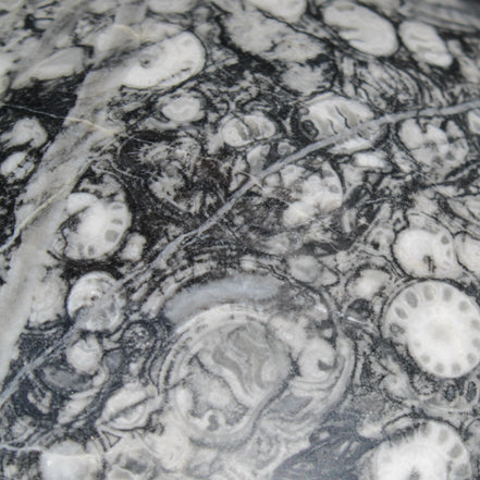 Huge Orthoceras sphere 165mm 6380g in sunlight - Rocks and Things Store