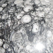 Huge Orthoceras sphere 165mm 6380g in sunlight - Rocks and Things Store