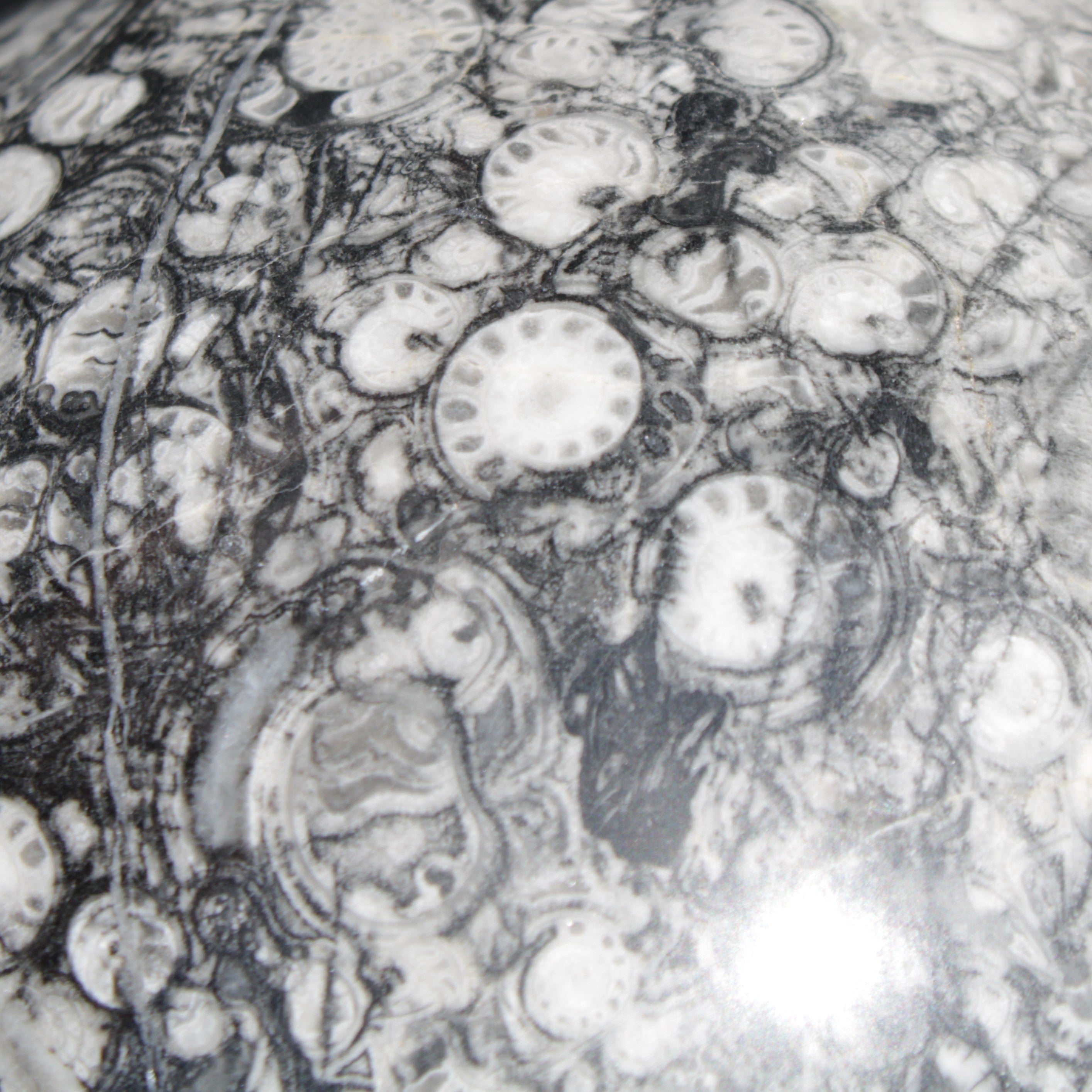 Huge Orthoceras sphere 165mm 6380g in sunlight - Rocks and Things Store