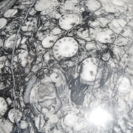 Huge Orthoceras sphere 165mm 6380g in sunlight - Rocks and Things Store