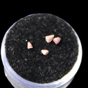 Dinosaur serrated tooth Triassic Revueltosaurus fossil in sunlight - Rocks and Things Store