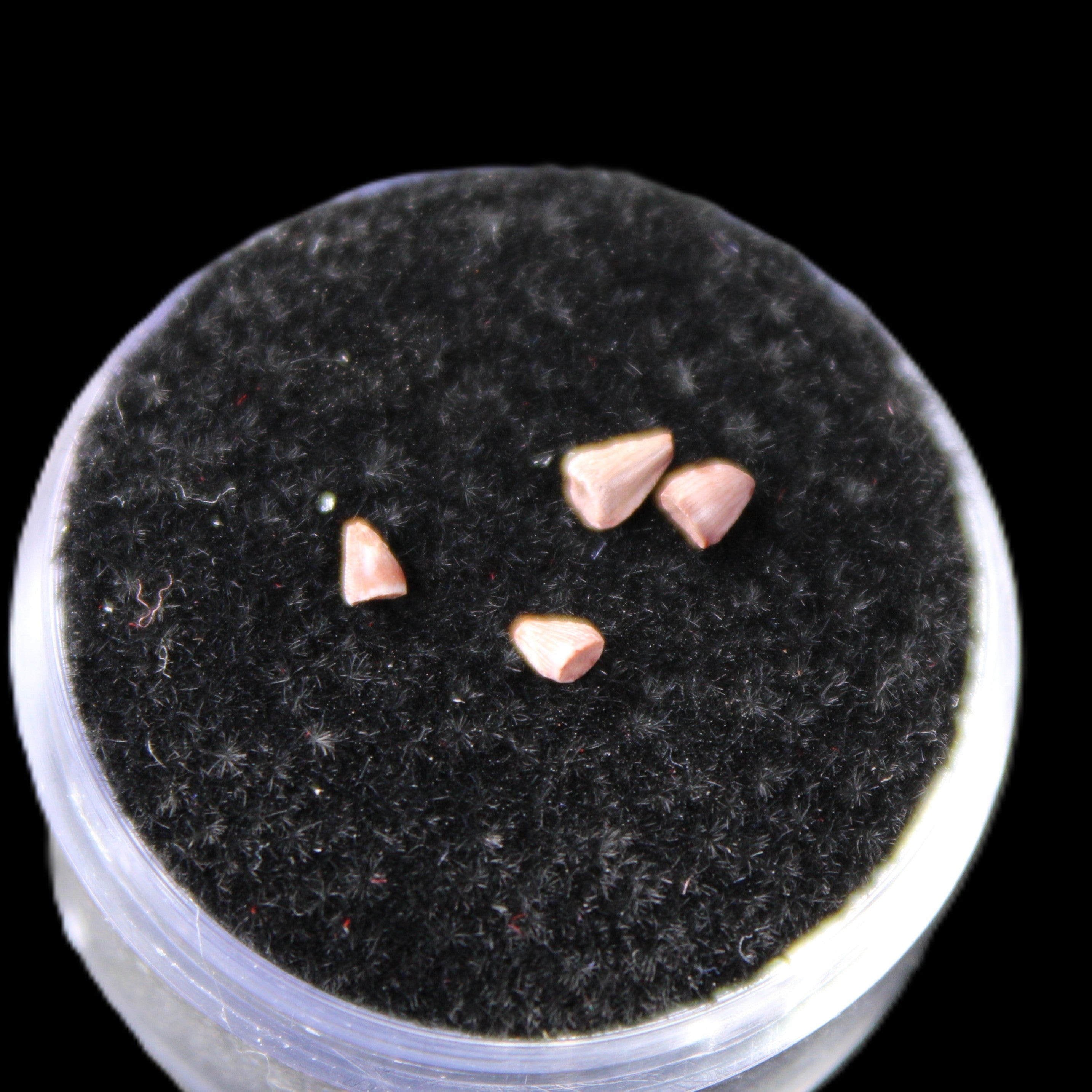 Dinosaur serrated tooth Triassic Revueltosaurus fossil in sunlight - Rocks and Things Store