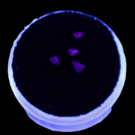 Dinosaur serrated tooth Triassic Revueltosaurus fossil in UV light - Rocks and Things Store