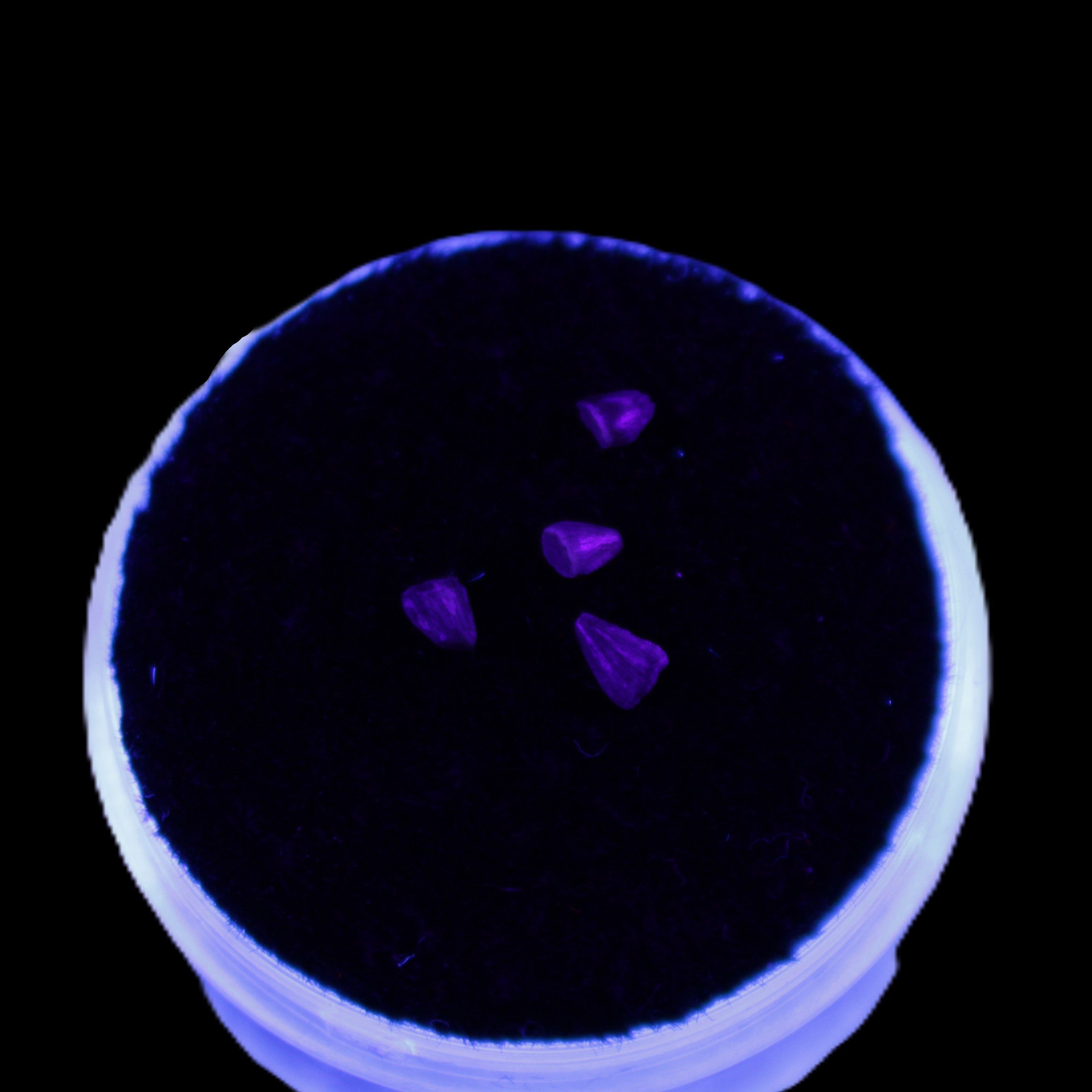 Dinosaur serrated tooth Triassic Revueltosaurus fossil in UV light - Rocks and Things Store