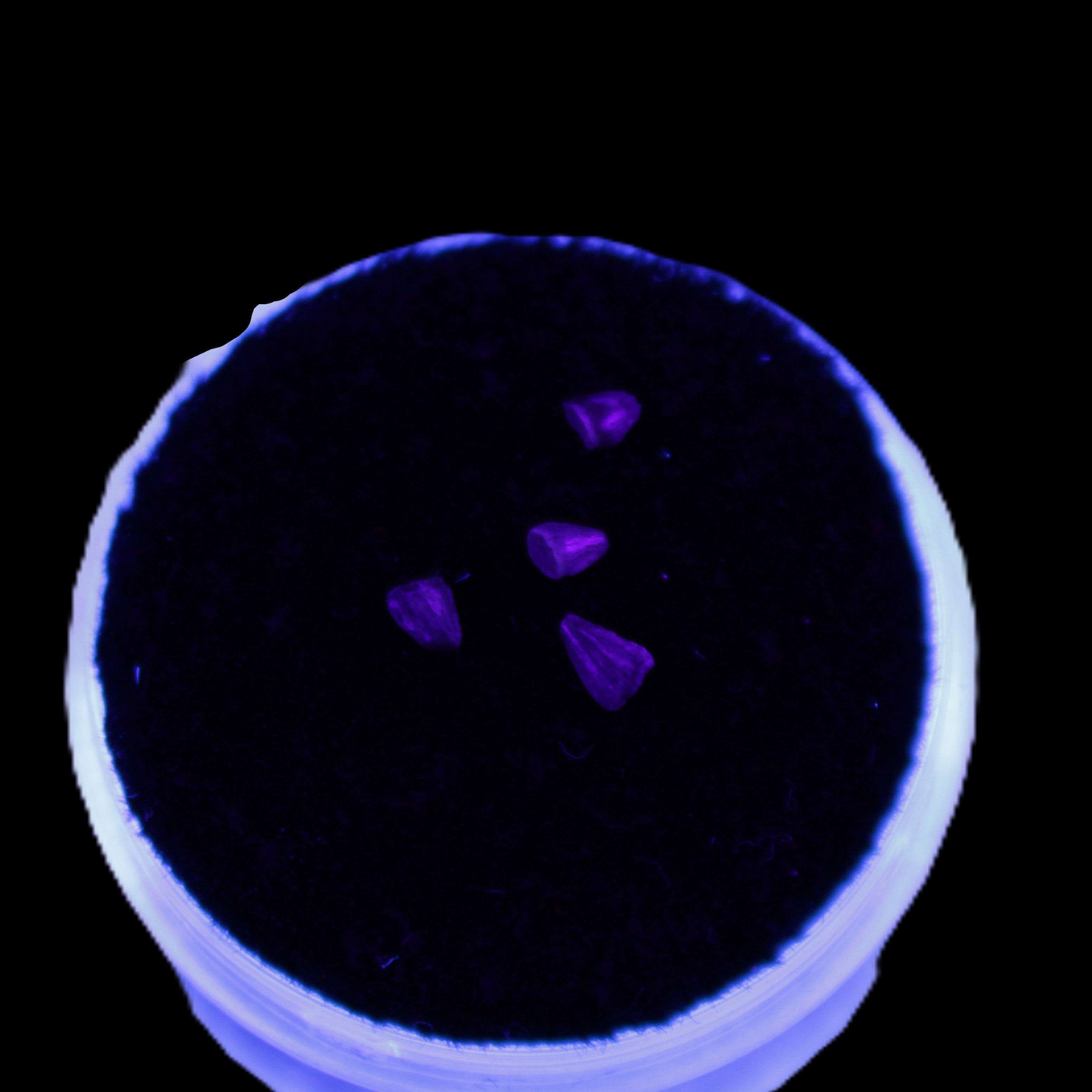 Dinosaur serrated tooth Triassic Revueltosaurus fossil in UV light - Rocks and Things Store