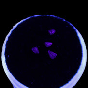 Dinosaur serrated tooth Triassic Revueltosaurus fossil in UV light - Rocks and Things Store