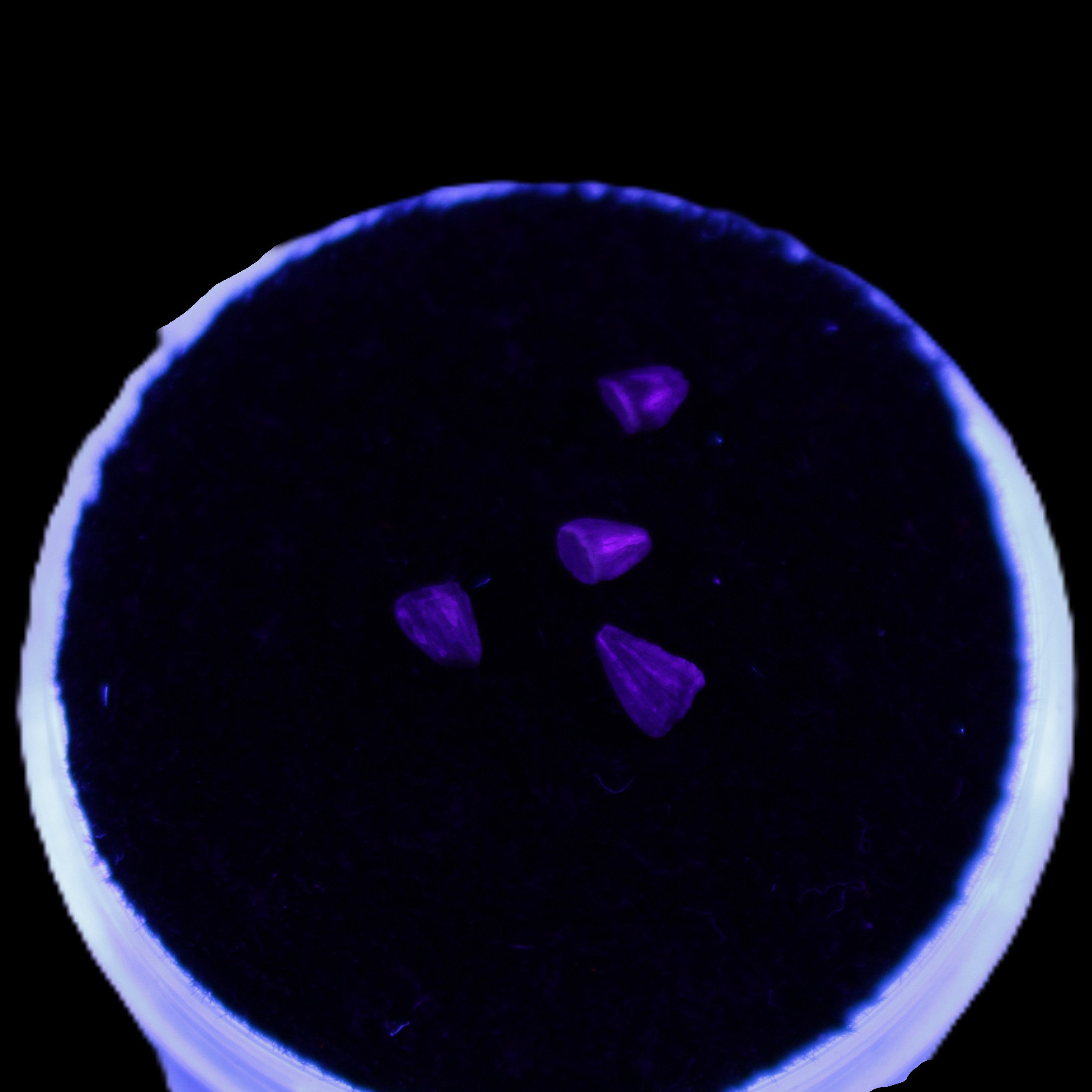 Dinosaur serrated tooth Triassic Revueltosaurus fossil in UV light - Rocks and Things Store