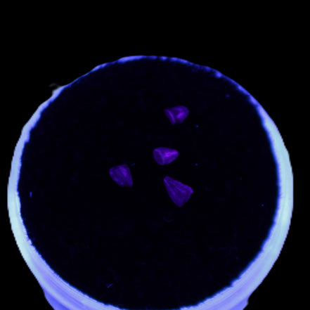 Dinosaur serrated tooth Triassic Revueltosaurus fossil in UV light - Rocks and Things Store