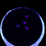 Dinosaur serrated tooth Triassic Revueltosaurus fossil in UV light - Rocks and Things Store