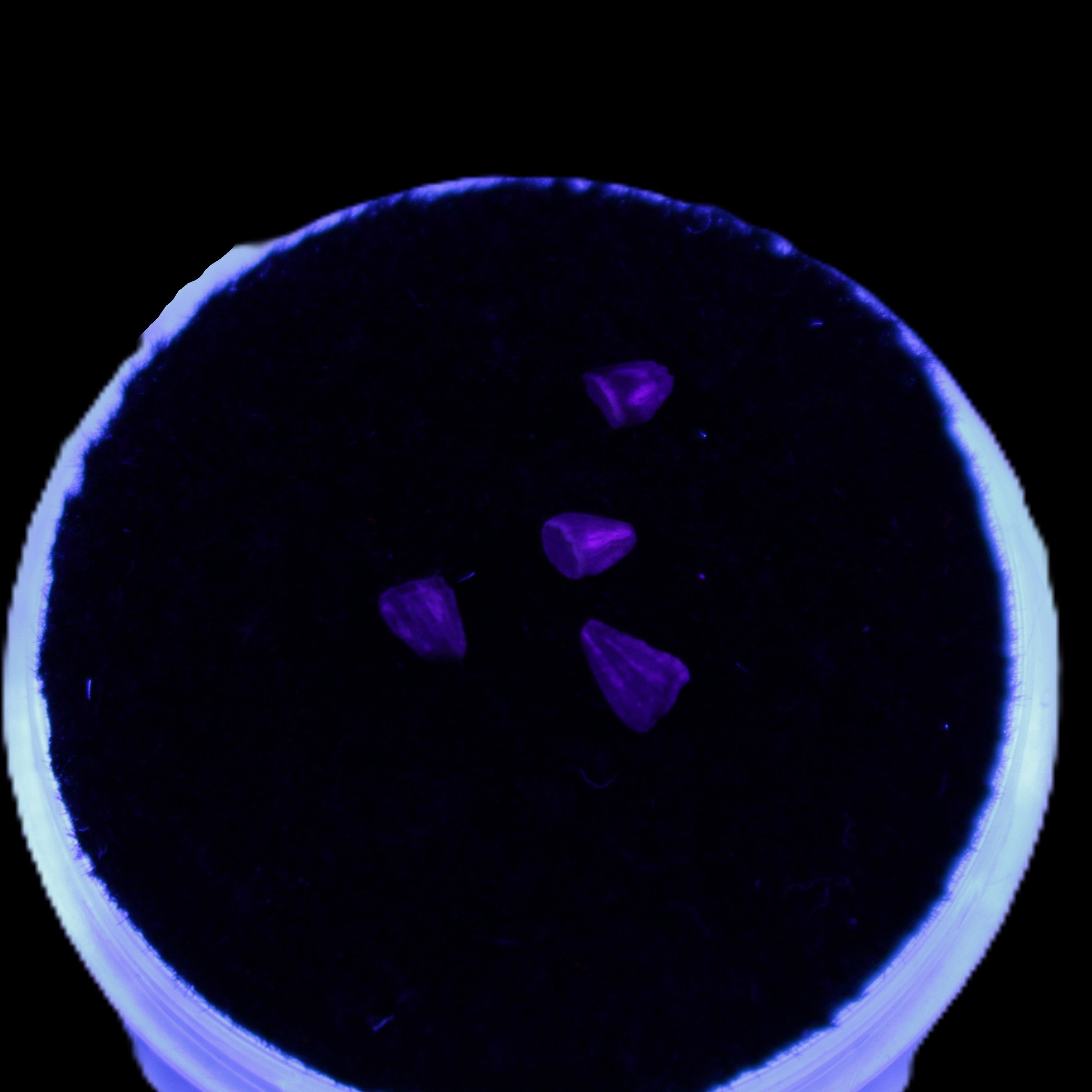 Dinosaur serrated tooth Triassic Revueltosaurus fossil in UV light - Rocks and Things Store