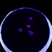 Dinosaur serrated tooth Triassic Revueltosaurus fossil in UV light - Rocks and Things Store