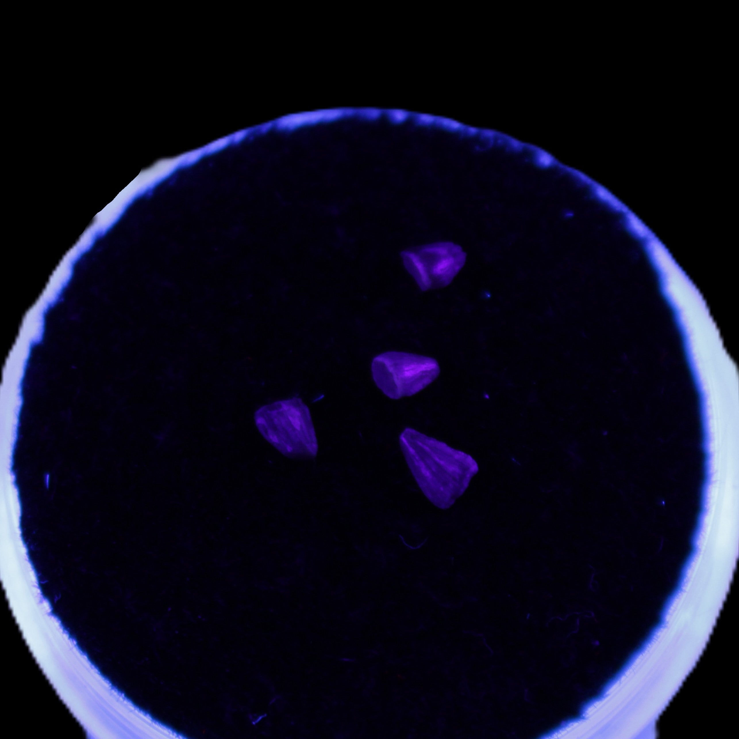 Dinosaur serrated tooth Triassic Revueltosaurus fossil in UV light - Rocks and Things Store