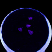 Dinosaur serrated tooth Triassic Revueltosaurus fossil in UV light - Rocks and Things Store