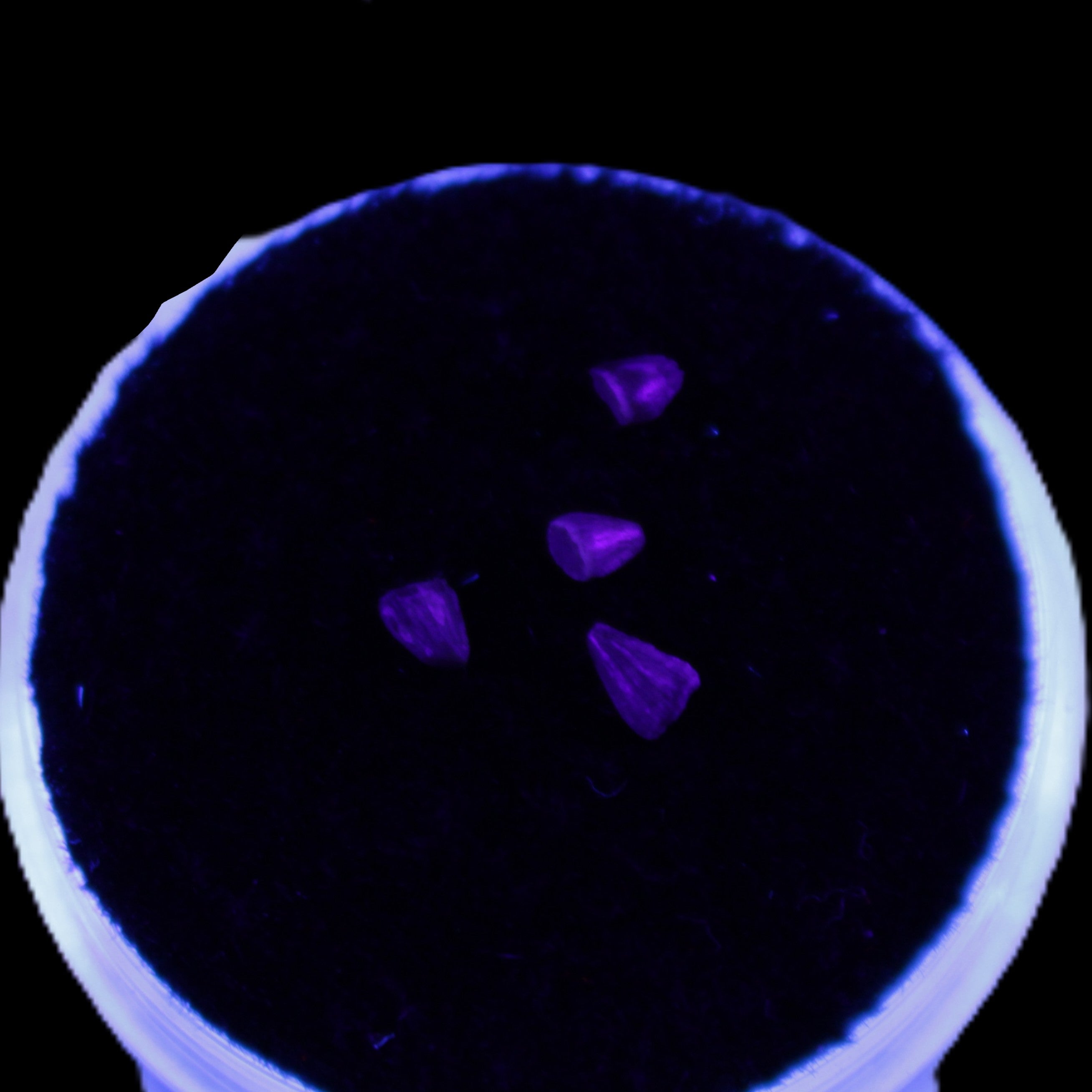 Dinosaur serrated tooth Triassic Revueltosaurus fossil in UV light - Rocks and Things Store