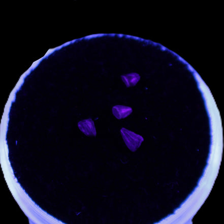 Dinosaur serrated tooth Triassic Revueltosaurus fossil in UV light - Rocks and Things Store