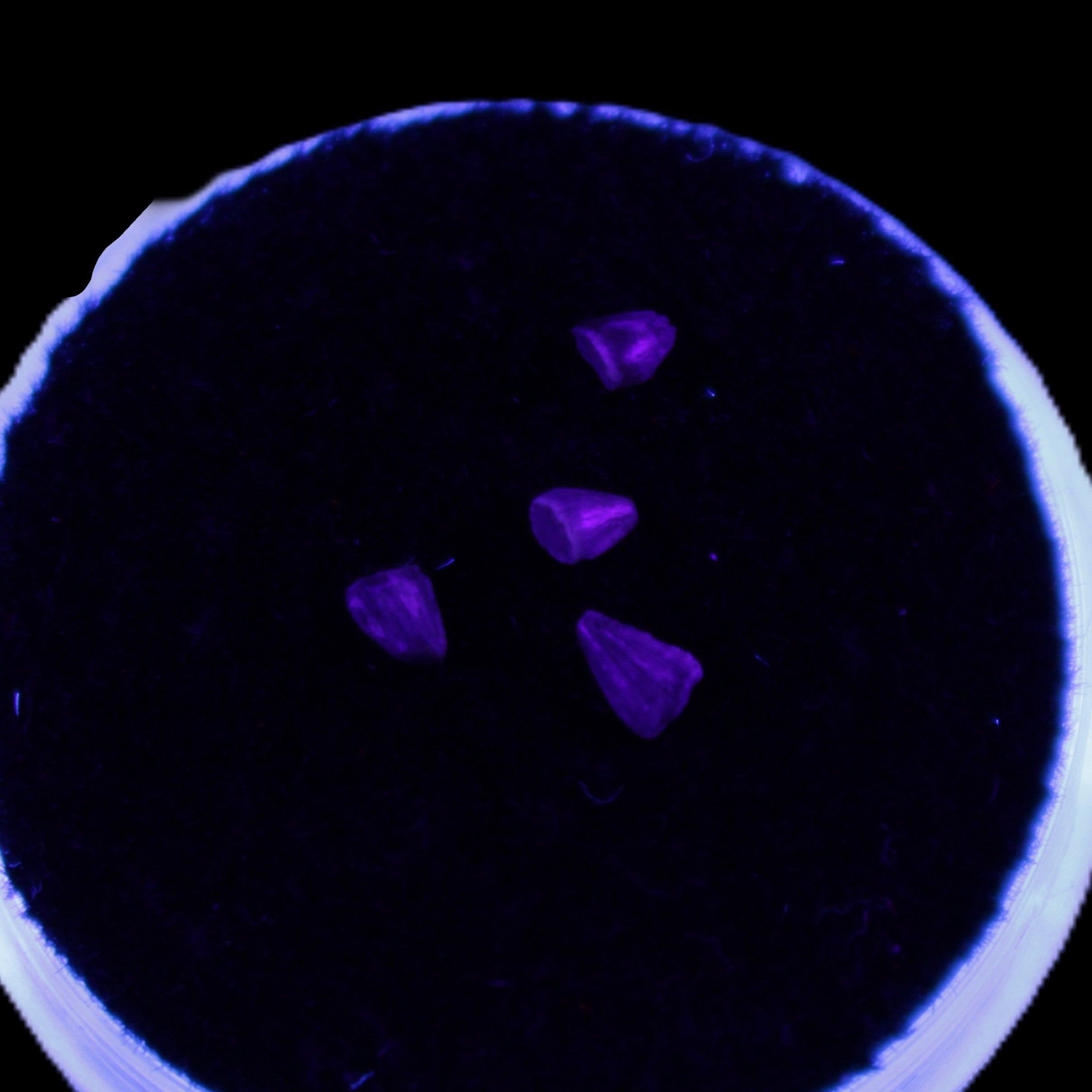 Dinosaur serrated tooth Triassic Revueltosaurus fossil in UV light - Rocks and Things Store