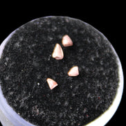 Dinosaur serrated tooth Triassic Revueltosaurus fossil in sunlight - Rocks and Things Store