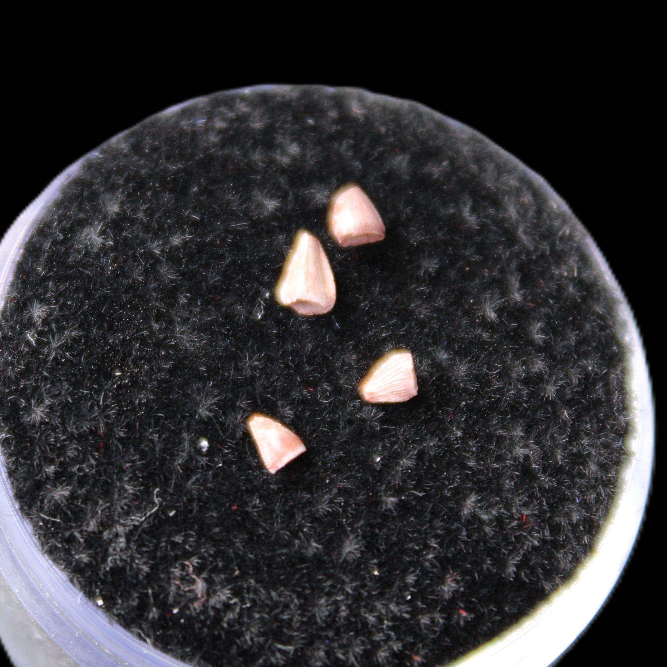 Dinosaur serrated tooth Triassic Revueltosaurus fossil in sunlight - Rocks and Things Store