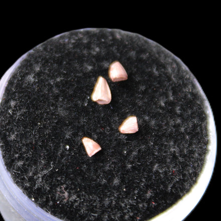 Dinosaur serrated tooth Triassic Revueltosaurus fossil in sunlight - Rocks and Things Store