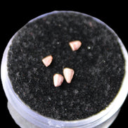 Dinosaur serrated tooth Triassic Revueltosaurus fossil in sunlight - Rocks and Things Store