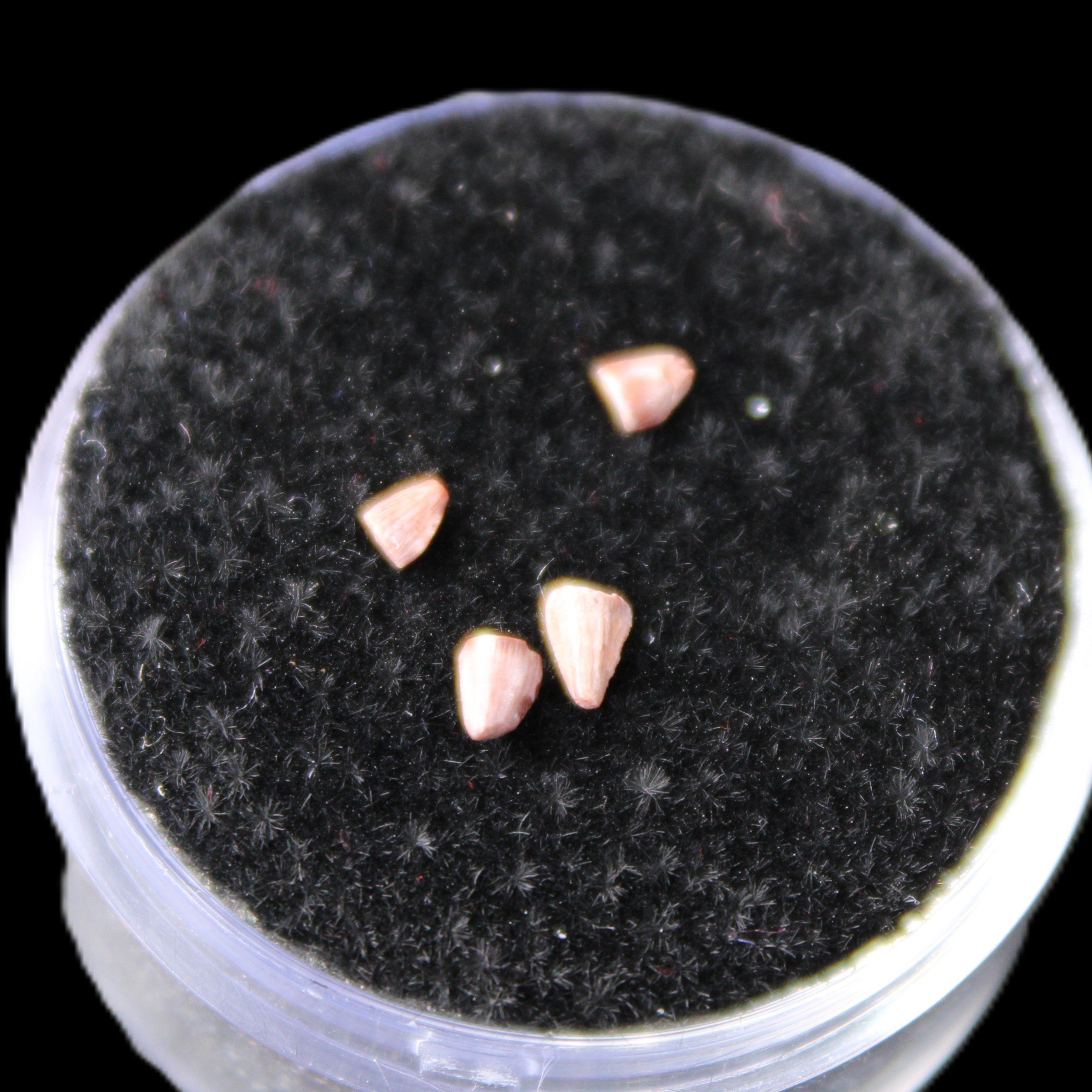 Dinosaur serrated tooth Triassic Revueltosaurus fossil in sunlight - Rocks and Things Store