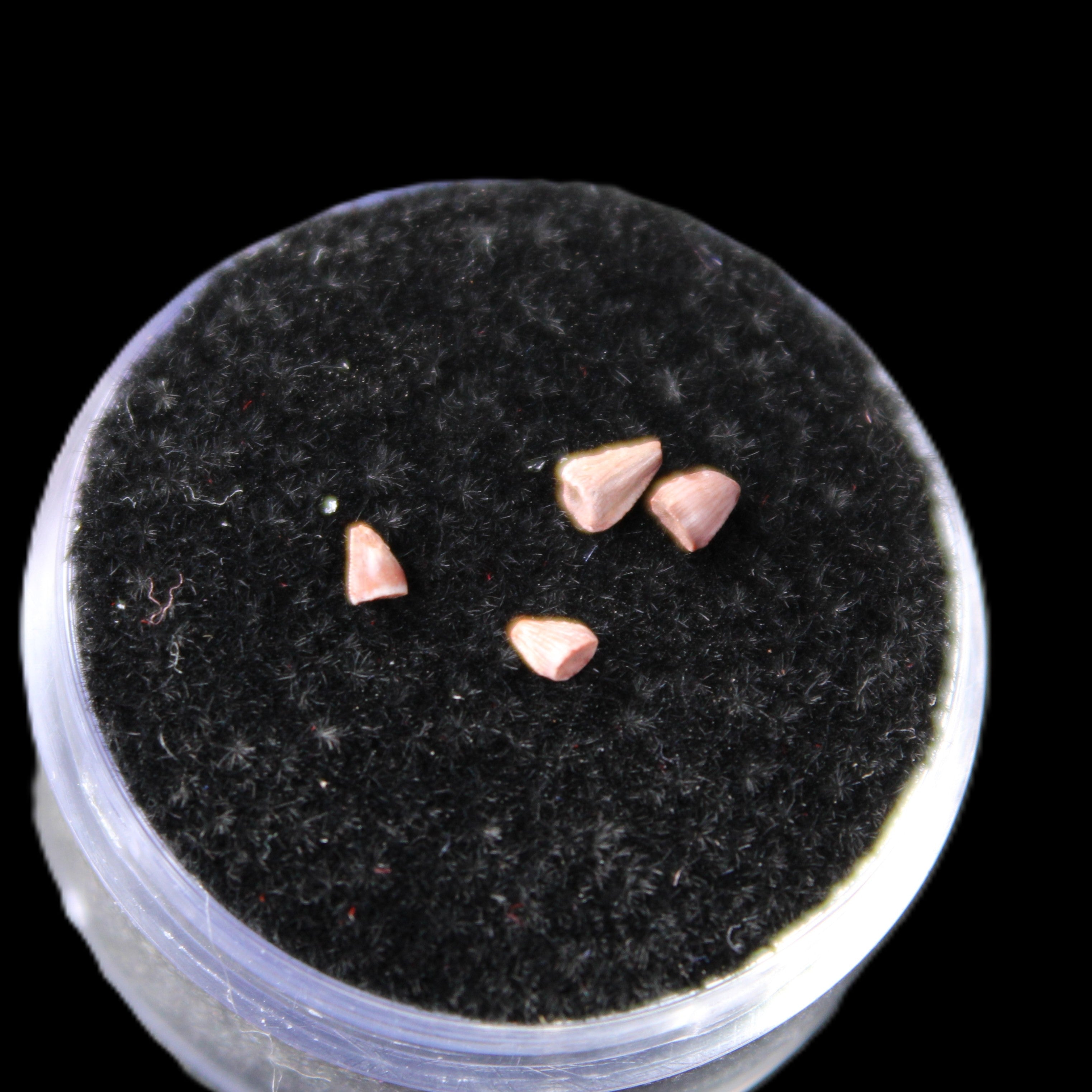 Dinosaur serrated tooth Triassic Revueltosaurus fossil in sunlight - Rocks and Things Store