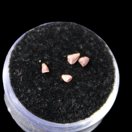 Dinosaur serrated tooth Triassic Revueltosaurus fossil in sunlight - Rocks and Things Store