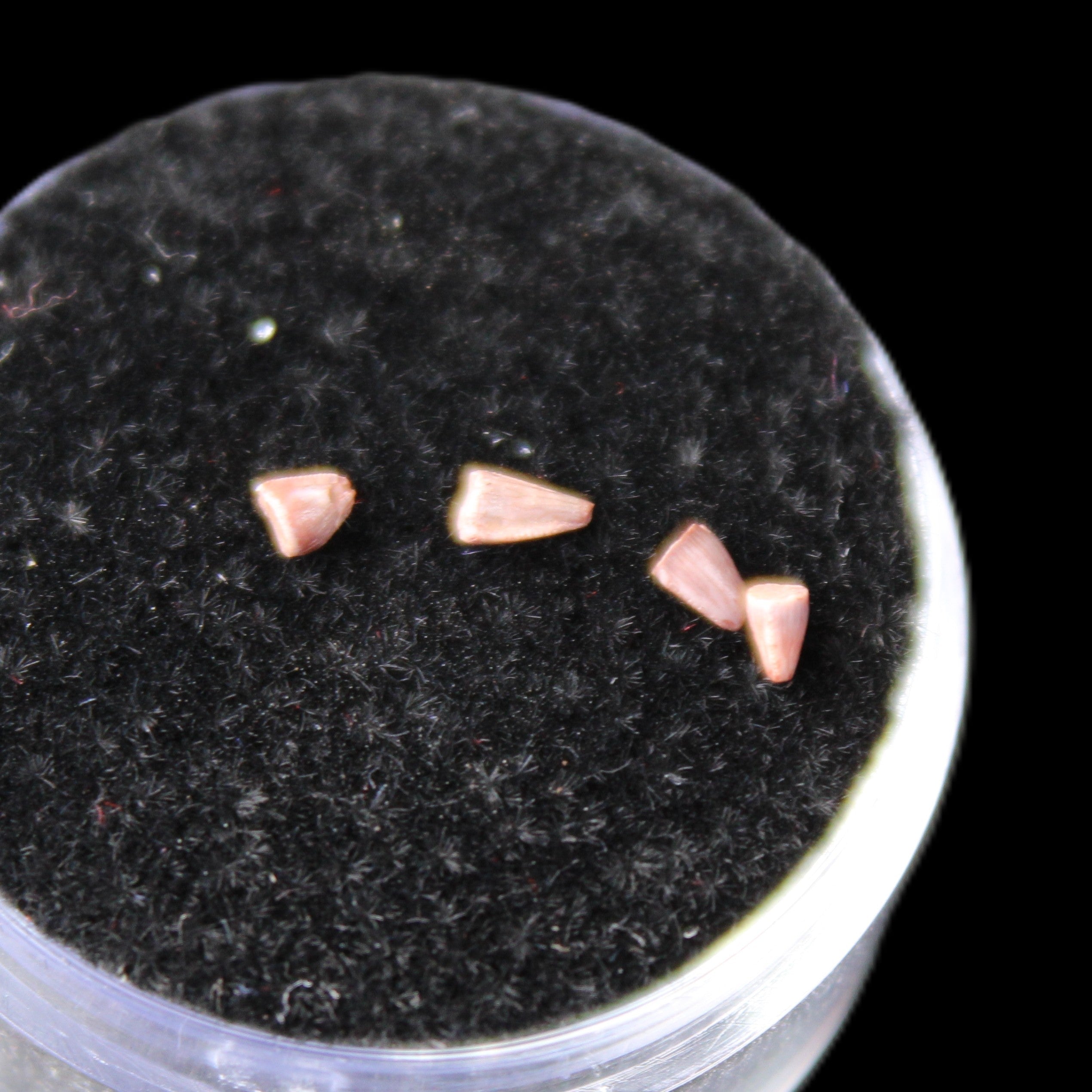 Dinosaur serrated tooth Triassic Revueltosaurus fossil in sunlight - Rocks and Things Store