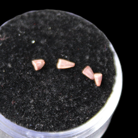 Dinosaur serrated tooth Triassic Revueltosaurus fossil in sunlight - Rocks and Things Store