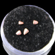 Dinosaur serrated tooth Triassic Revueltosaurus fossil in sunlight - Rocks and Things Store