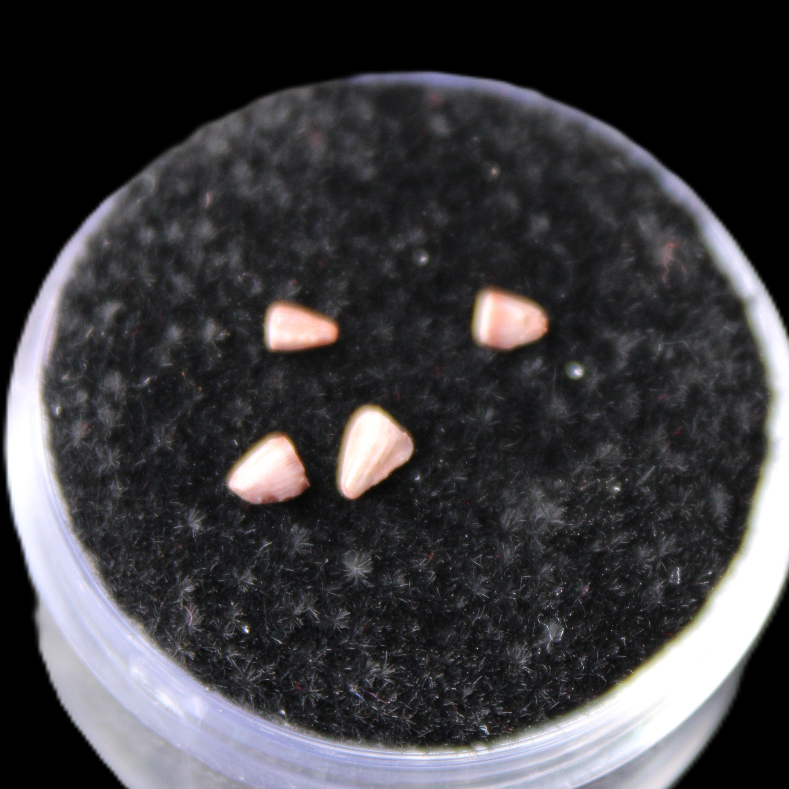 Dinosaur serrated tooth Triassic Revueltosaurus fossil in sunlight - Rocks and Things Store