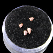 Dinosaur serrated tooth Triassic Revueltosaurus fossil in sunlight - Rocks and Things Store