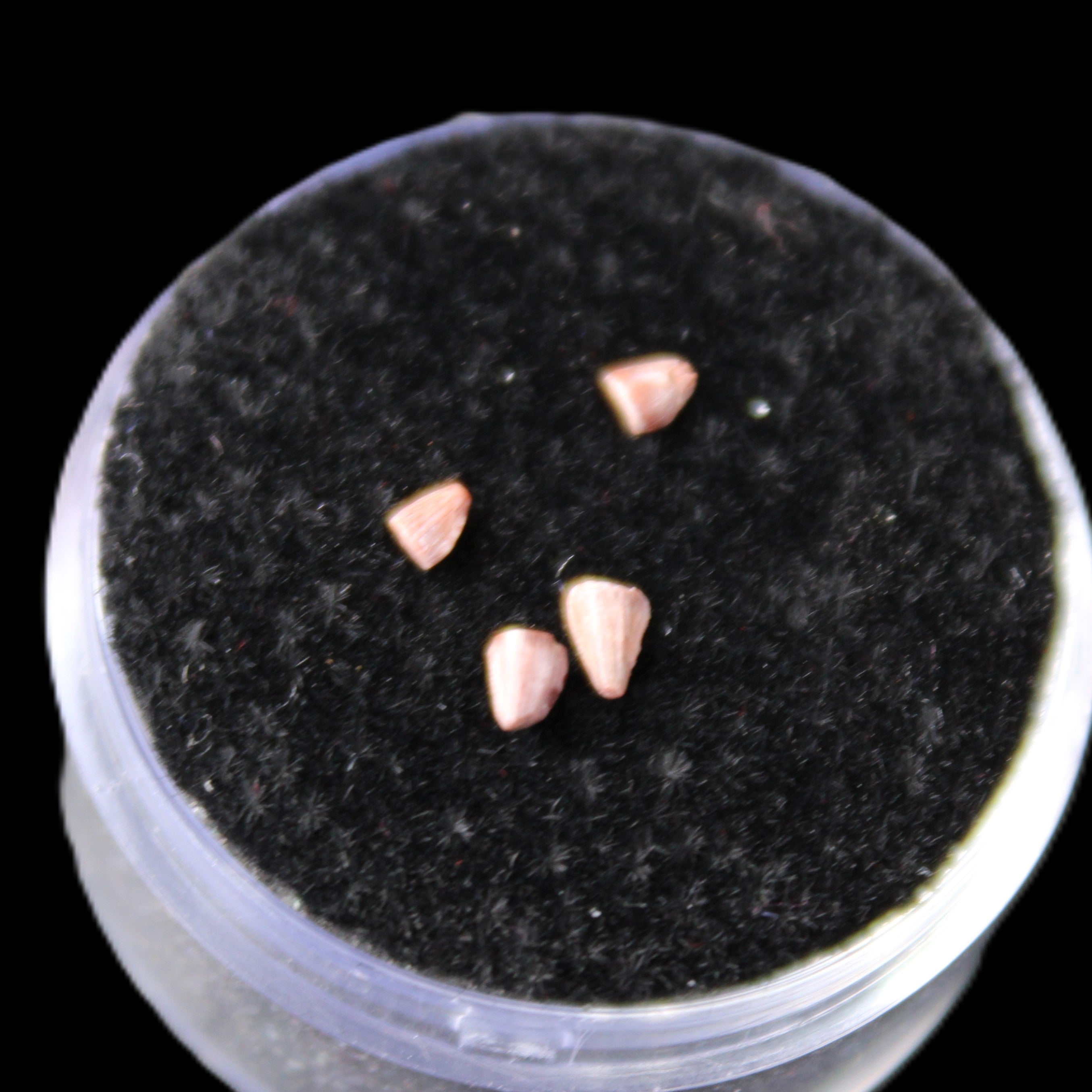 Dinosaur serrated tooth Triassic Revueltosaurus fossil in sunlight - Rocks and Things Store