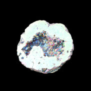 Electric Green Agate electroplated geode 30mm 10.9g in sunlight - Rocks and Things Store