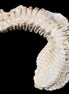 Zipper Oyster half from Madagascar 76*30*24mm 54g in sunlight - Rocks and Things Store