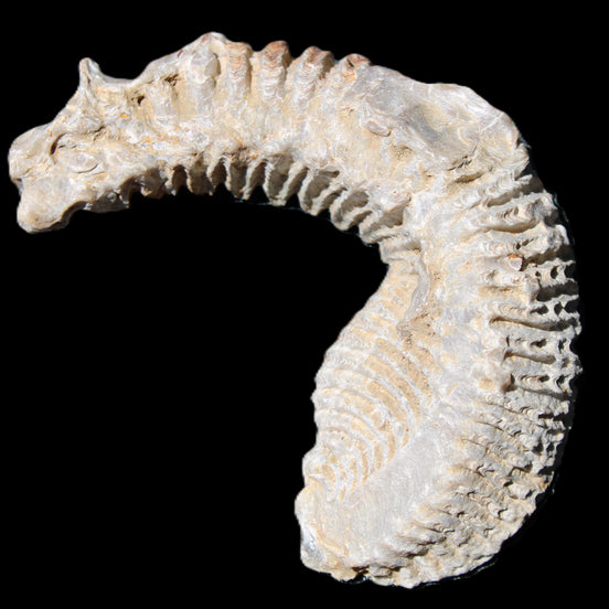 Zipper Oyster half from Madagascar 76*30*24mm 54g in sunlight - Rocks and Things Store
