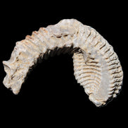 Zipper Oyster half from Madagascar 76*30*24mm 54g in sunlight - Rocks and Things Store