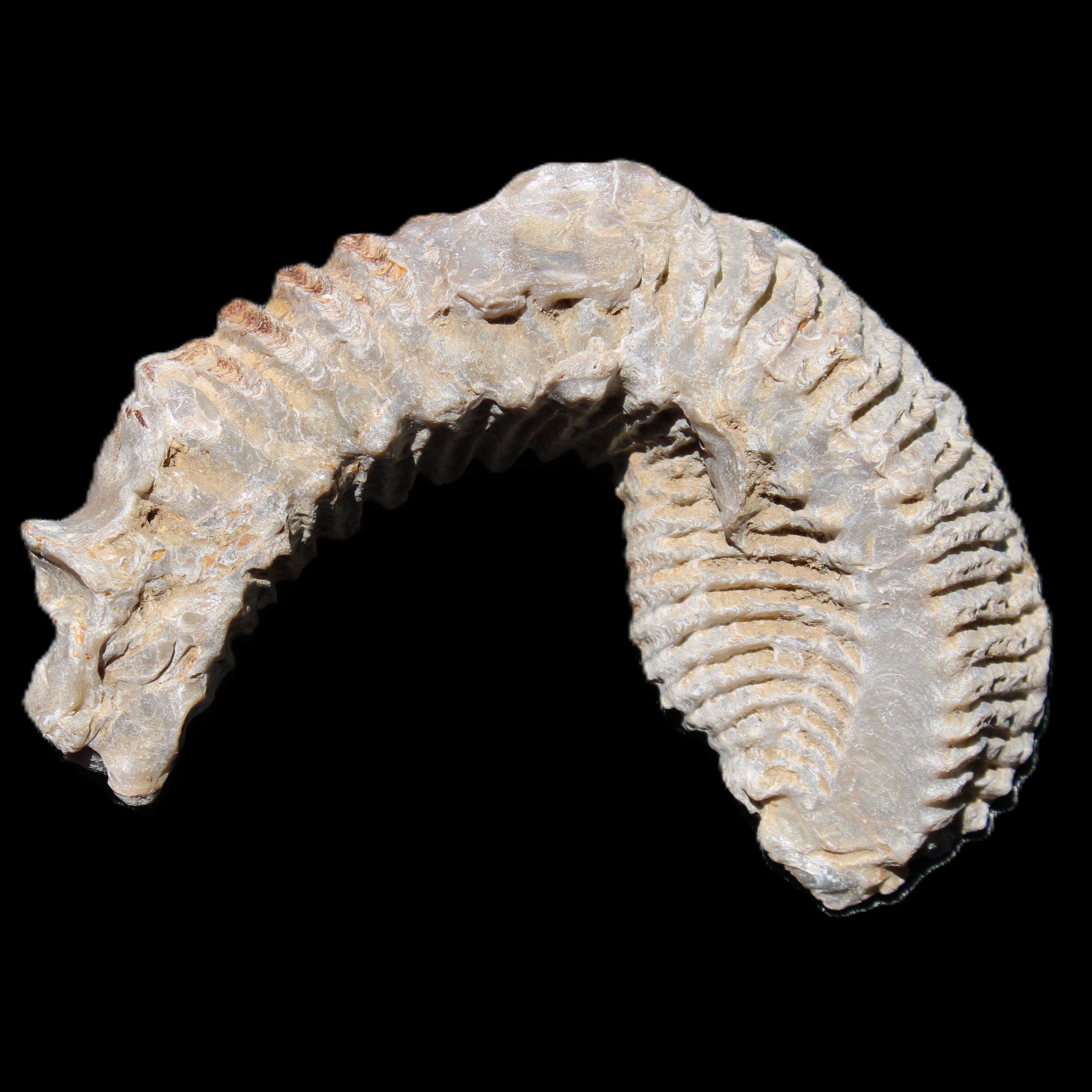 Zipper Oyster half from Madagascar 76*30*24mm 54g in sunlight - Rocks and Things Store