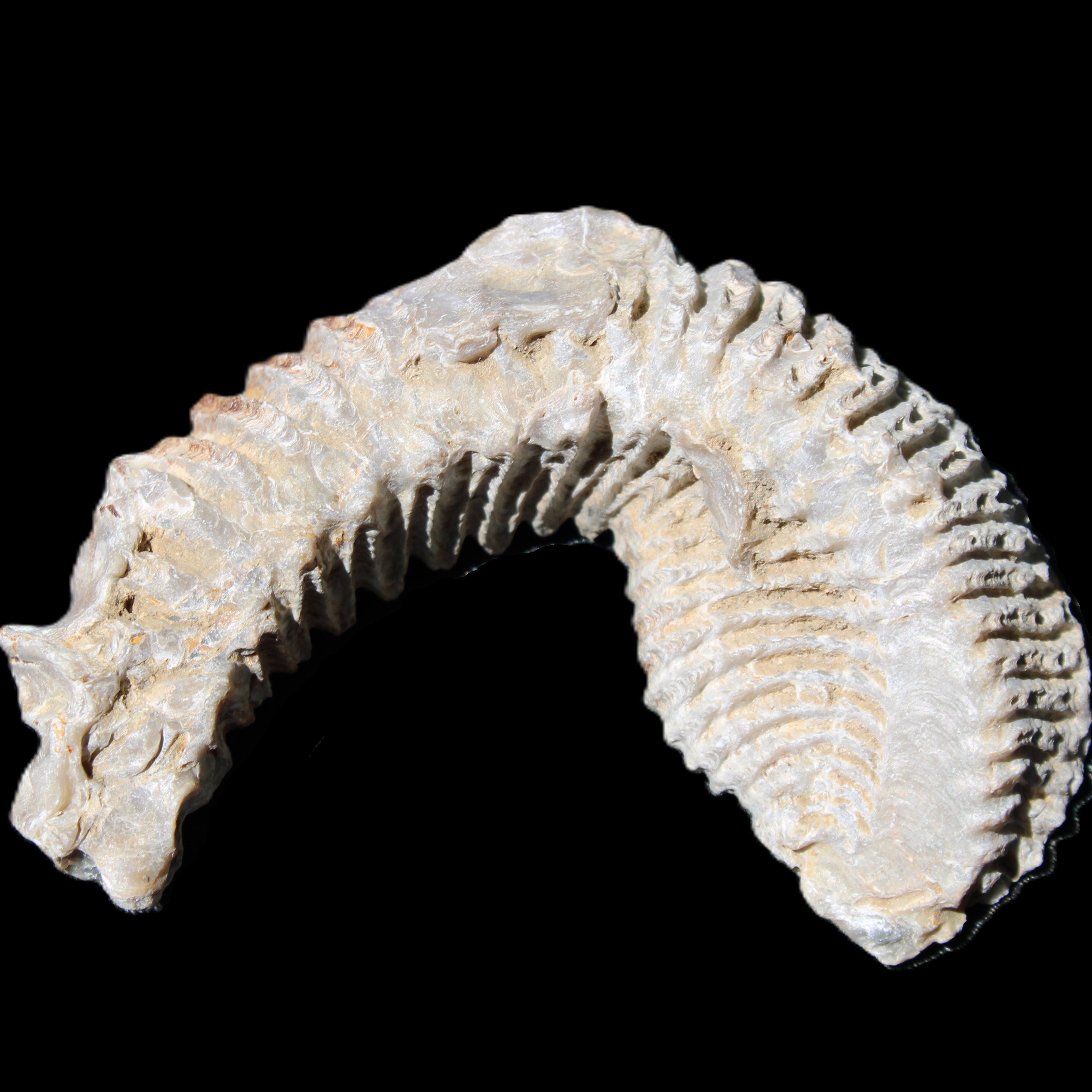 Zipper Oyster half from Madagascar 76*30*24mm 54g in sunlight - Rocks and Things Store