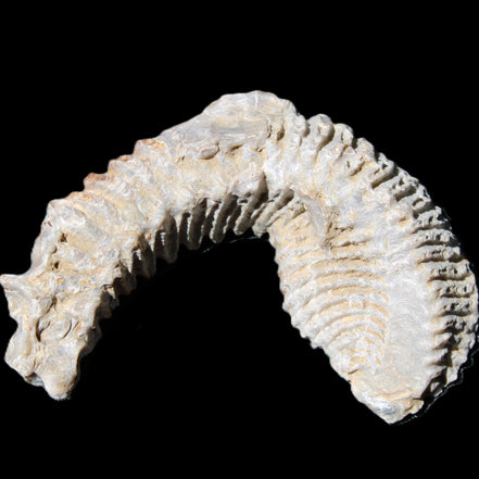 Zipper Oyster half from Madagascar 76*30*24mm 54g in sunlight - Rocks and Things Store