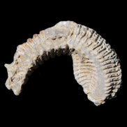 Zipper Oyster half from Madagascar 76*30*24mm 54g in sunlight - Rocks and Things Store