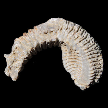 Zipper Oyster half from Madagascar 76*30*24mm 54g in sunlight - Rocks and Things Store