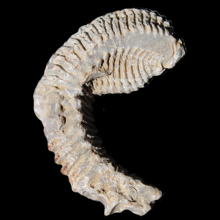 Zipper Oyster half from Madagascar 76*30*24mm 54g in sunlight - Rocks and Things Store